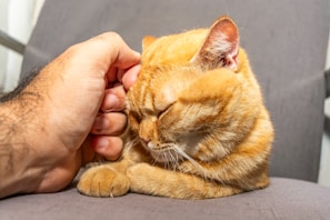 A gentle hand brushing a content cat with a sleek black and orange fur pattern.