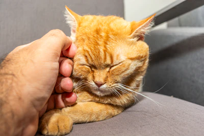 Friendly volunteer gently petting a happy cat inside a shelter.