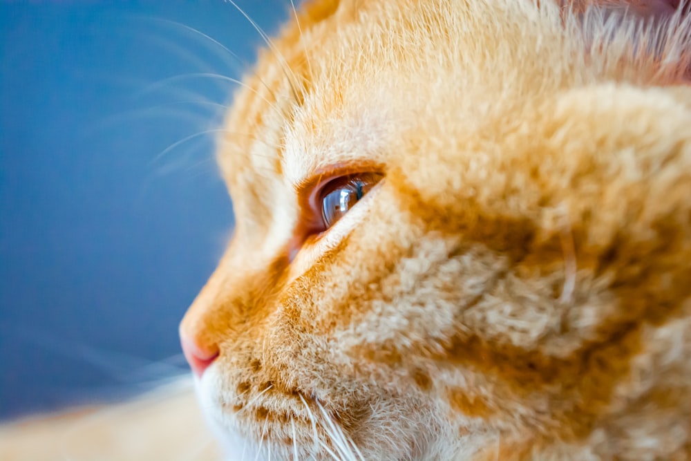 a close up of a cat with a blue background
