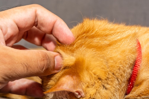A veterinarian gently examining a cat with neurological challenges.