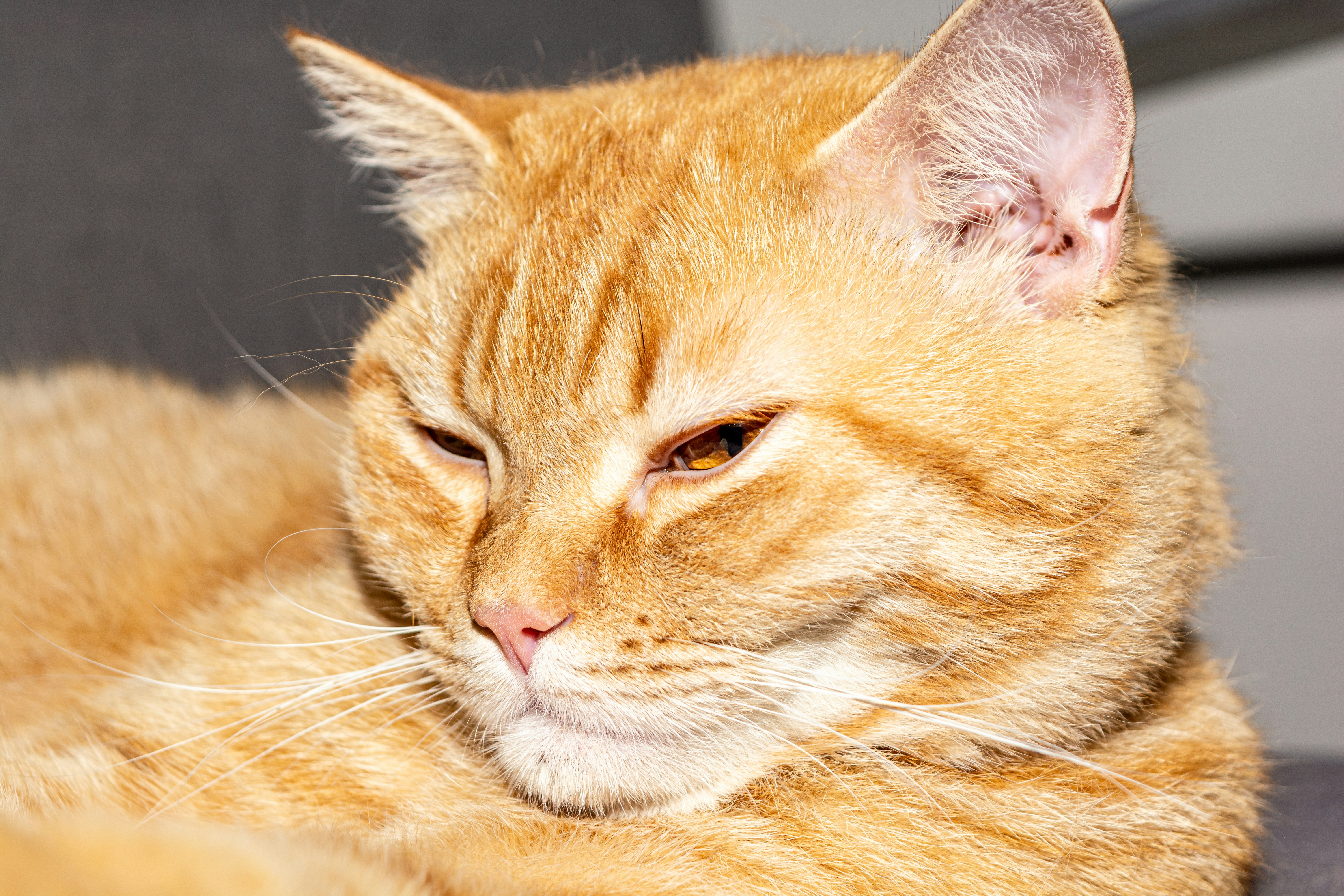 Orange tabby cat with bright eyes, clean fur, soft light background