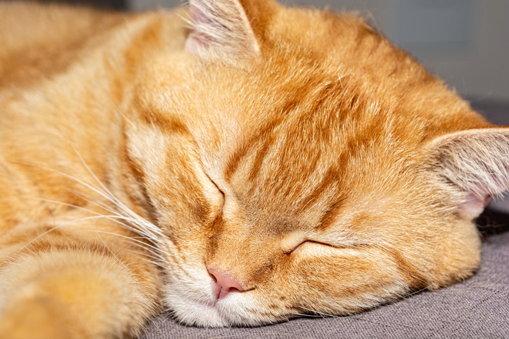 a close up of a cat sleeping on a bed