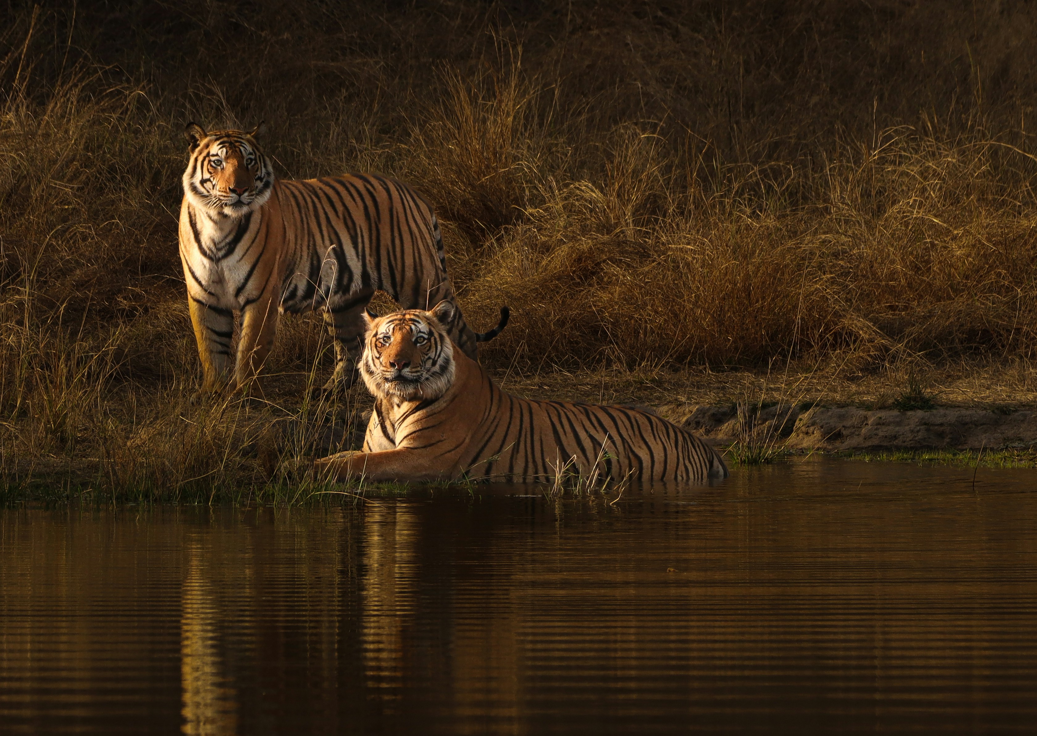 Photo of Bandhavgarh National Park