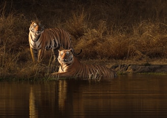 a couple of tigers standing next to a body of water