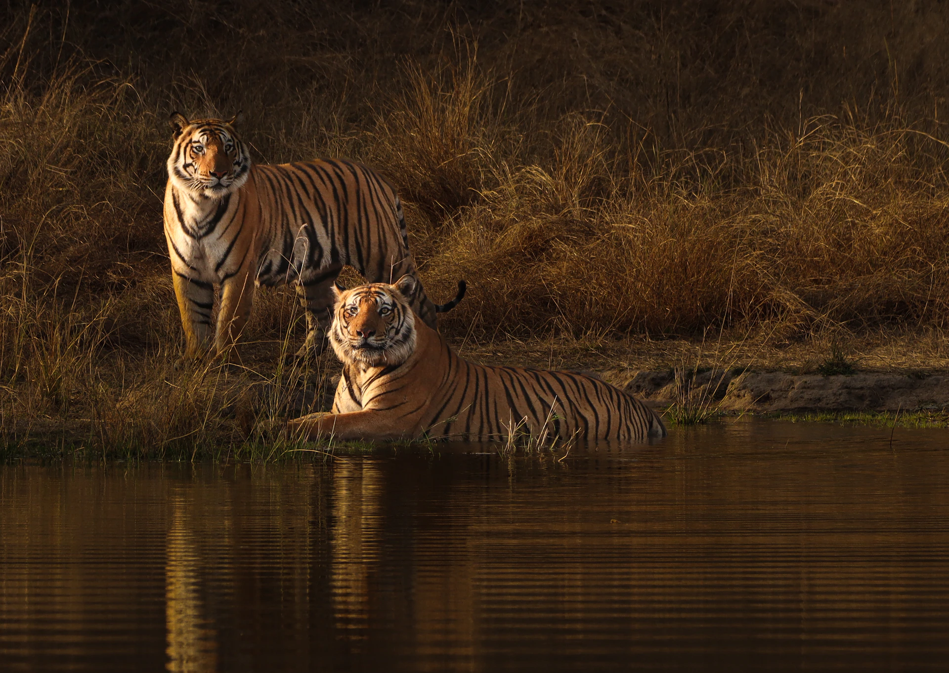 a couple of tigers standing next to a body of water