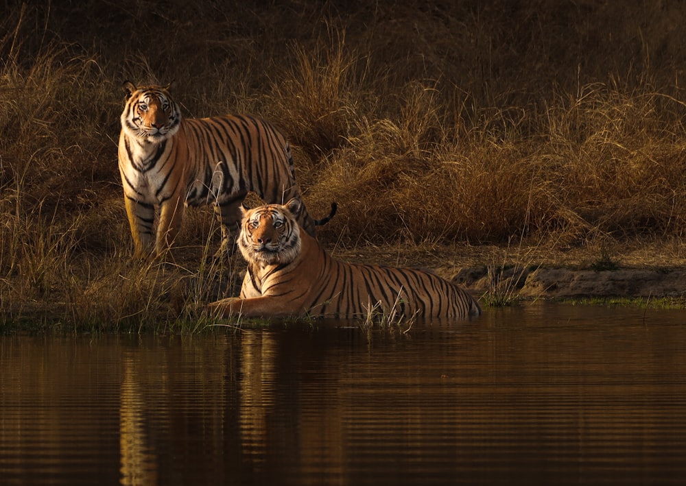 a couple of tigers standing next to a body of water