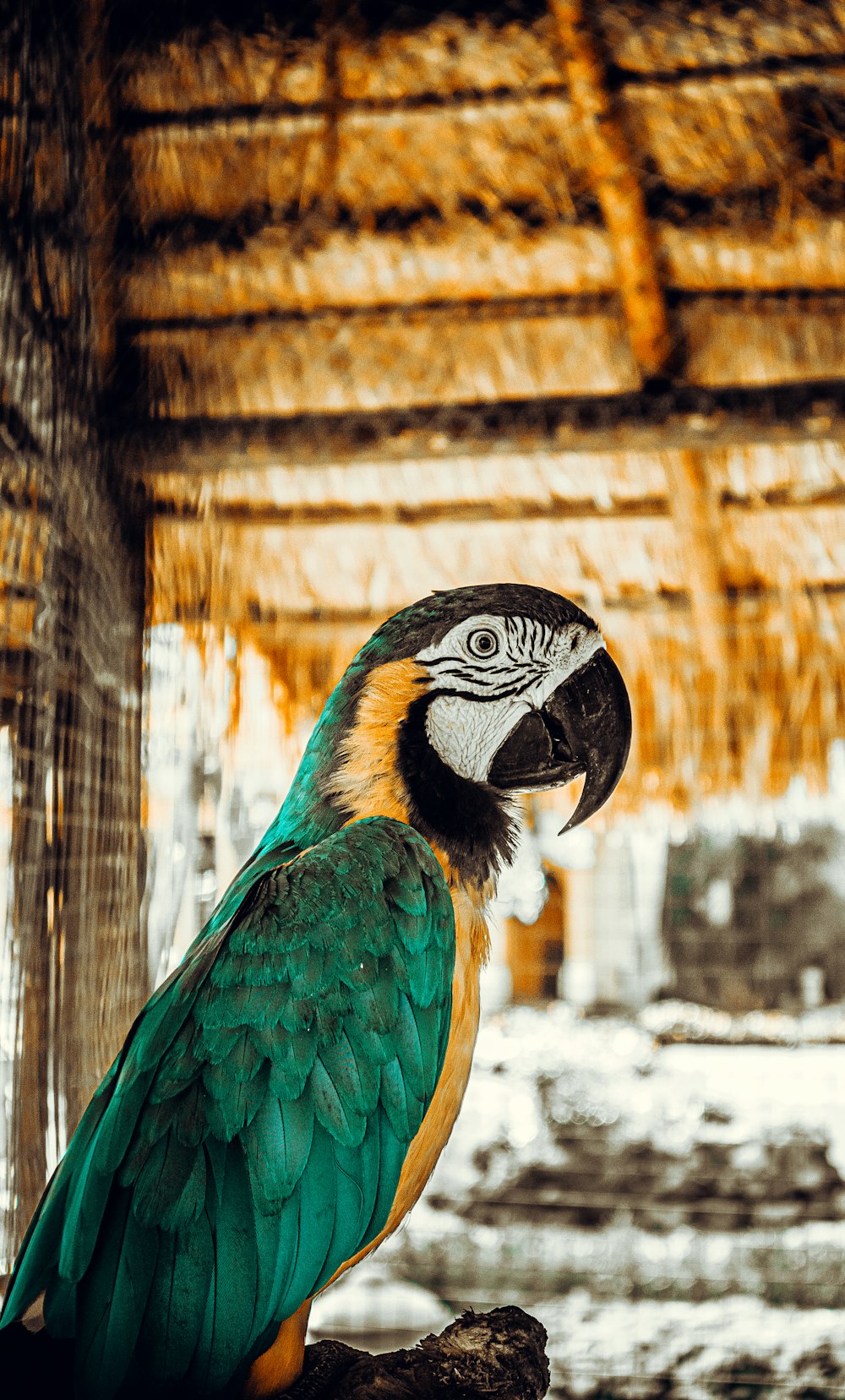 a large green and yellow bird sitting on top of a tree branch