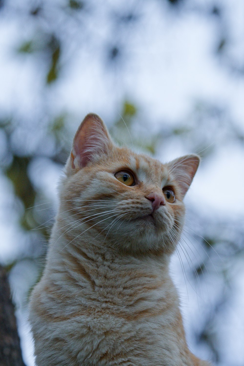 a close up of a cat on a tree branch