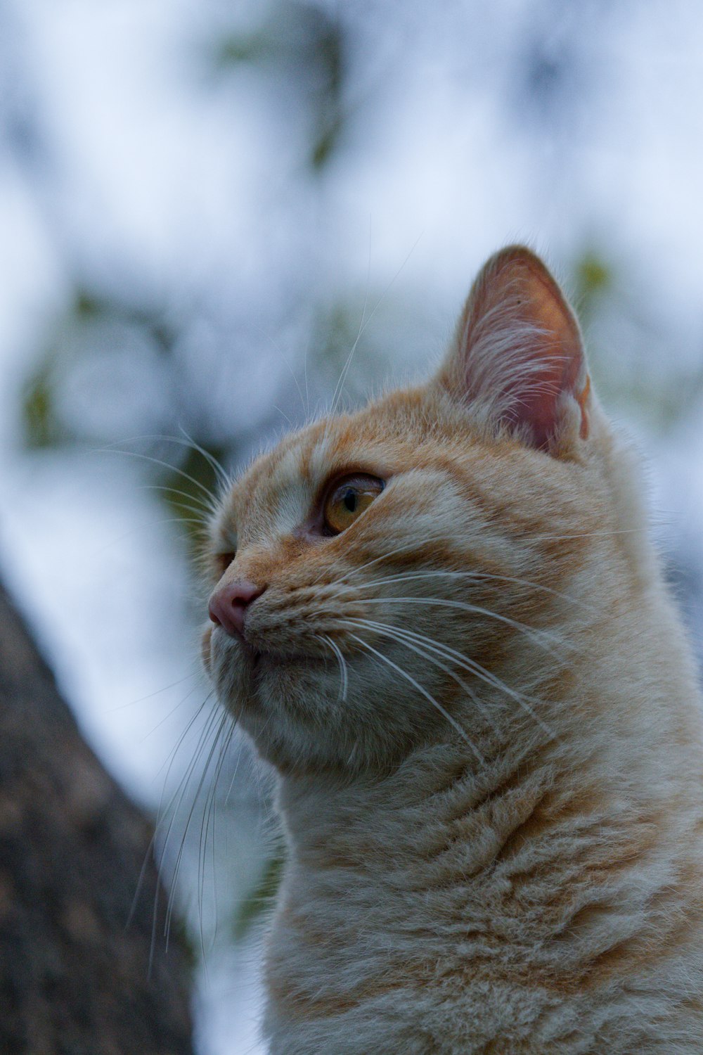 a close up of a cat on a tree branch