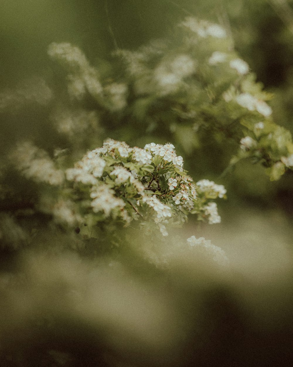 a close up of a white flower on a tree