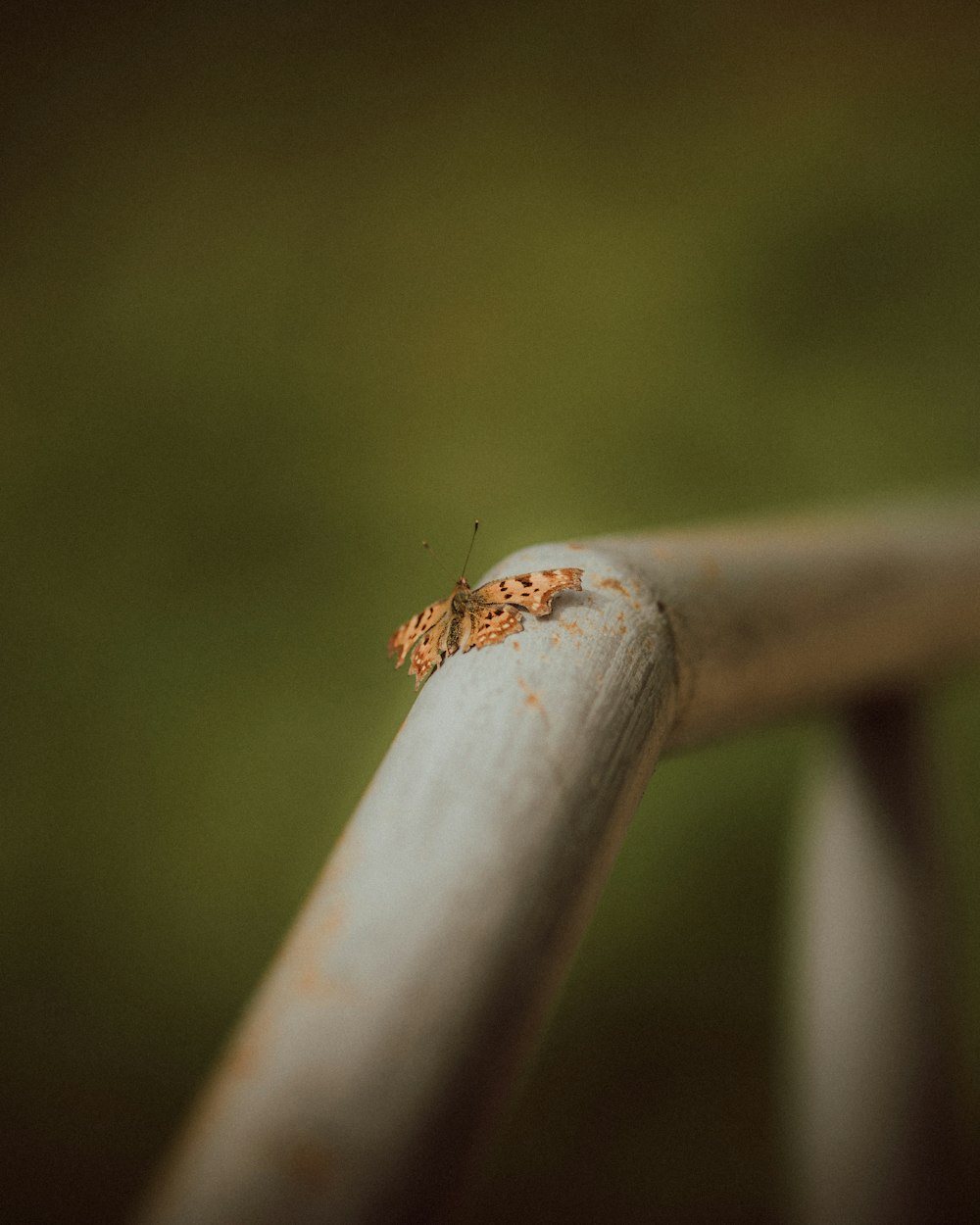 a small insect sitting on top of a metal rail