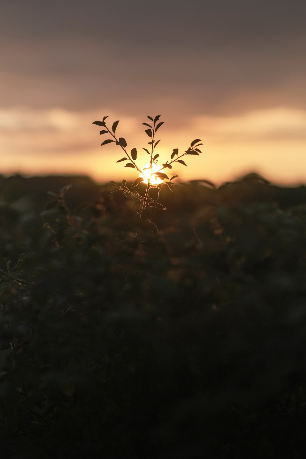 the sun is setting behind a plant in a field