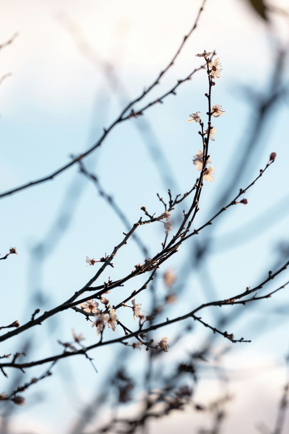 the branches of a tree with white flowers against a blue sky