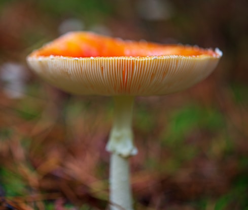 A close-up view of a mushroom with a vibrant orange and white cap, displaying its gills. The mushroom is set against a blurred background of green and brown hues, reminiscent of a forest floor.