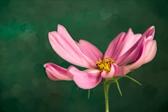 a pink flower with a green background