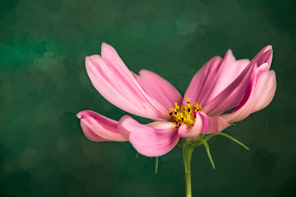 a pink flower with a green background