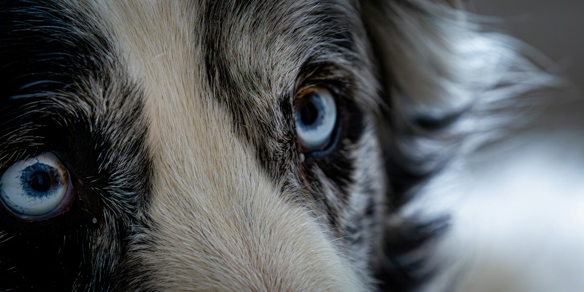 La vision chez le chien