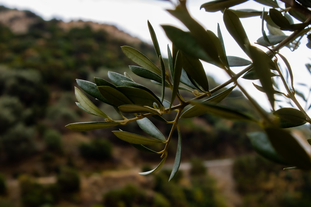 a branch of an olive tree in front of a hill