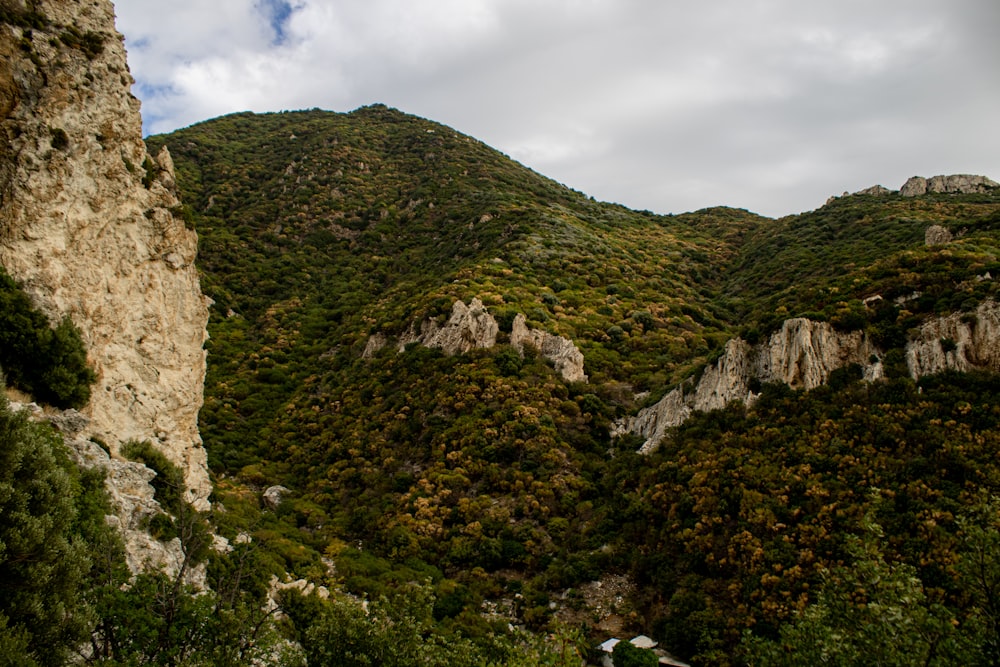 a view of a mountain side with trees and bushes