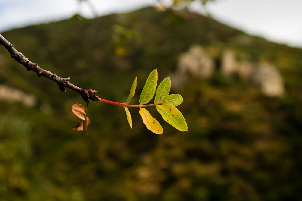 a branch of a tree with leaves and a mountain in the background