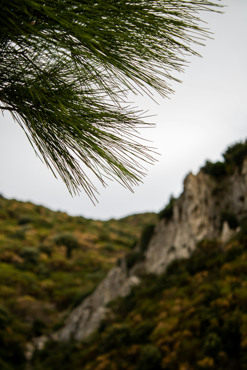 a close up of a pine tree with a mountain in the background