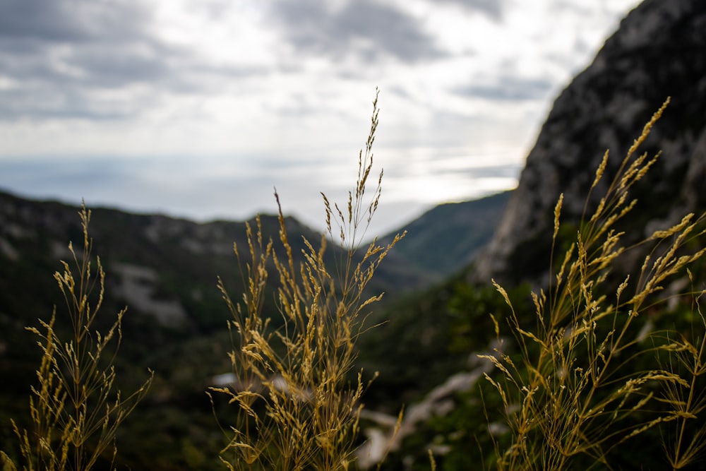 a close up of a plant with mountains in the background