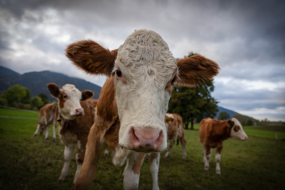 a herd of cows standing on top of a lush green field