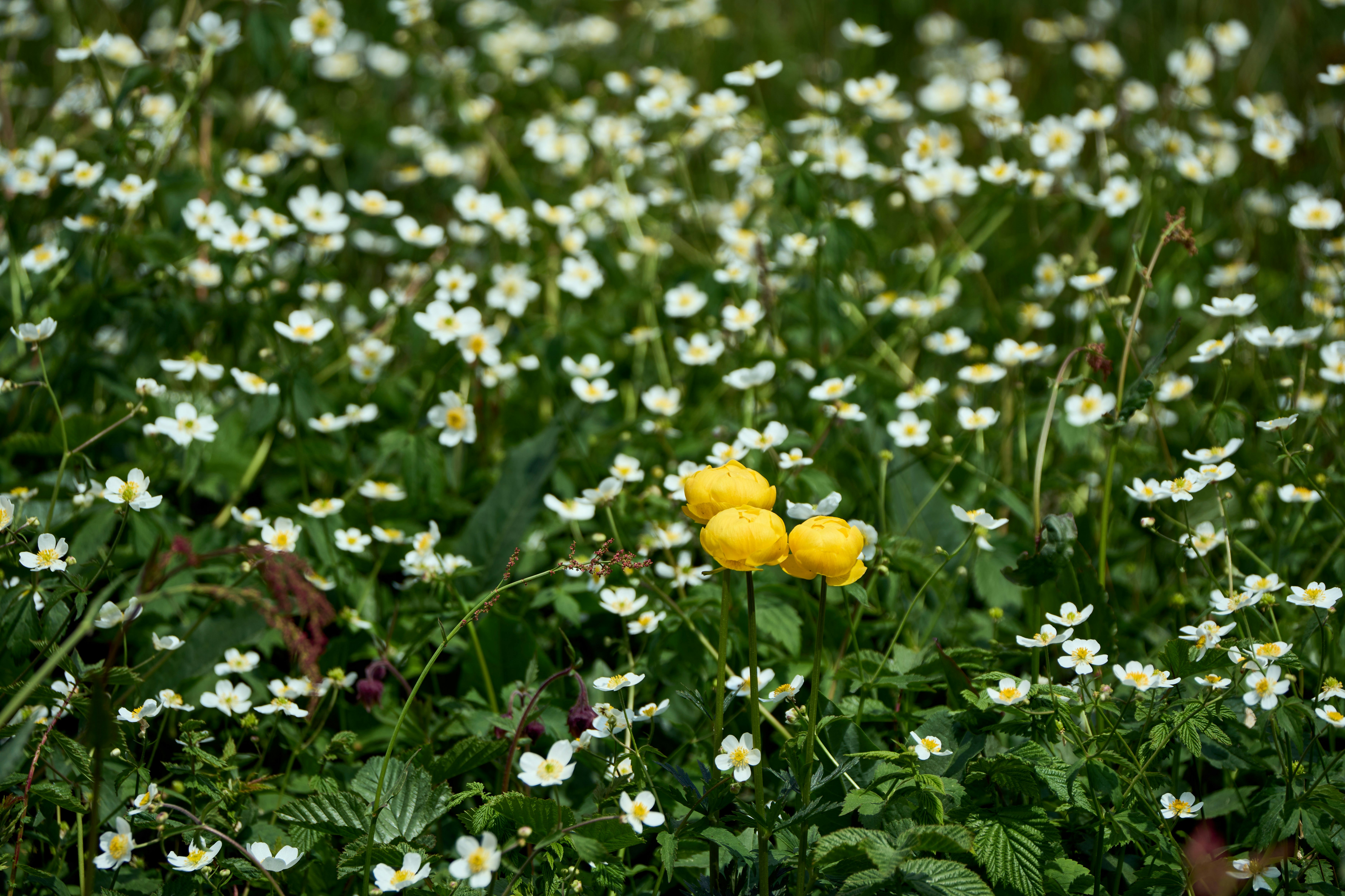 Photo by wolfgang_hasselmann