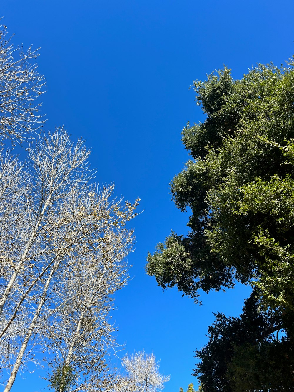 a clear blue sky with some trees in the foreground