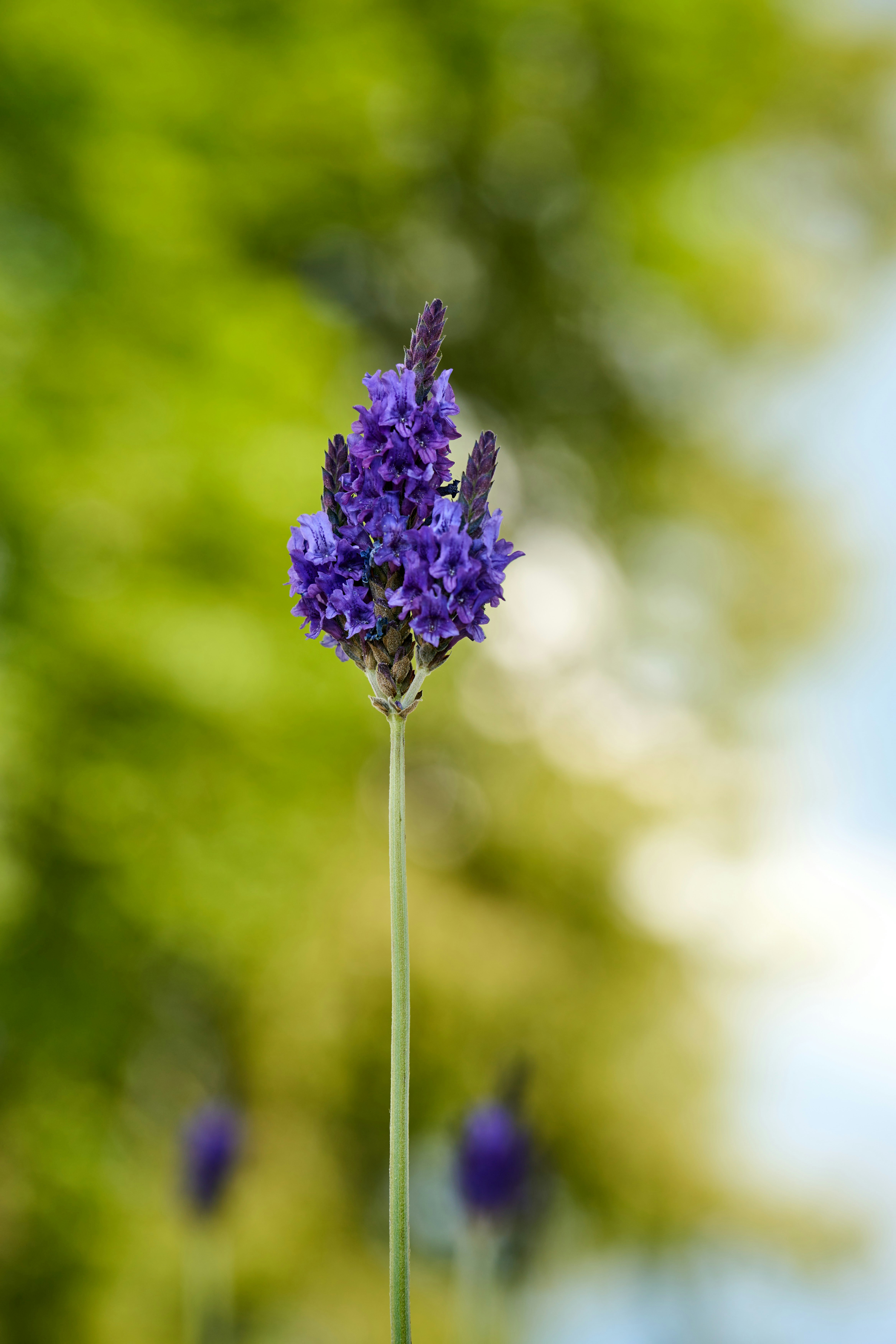 Photo by wolfgang_hasselmann