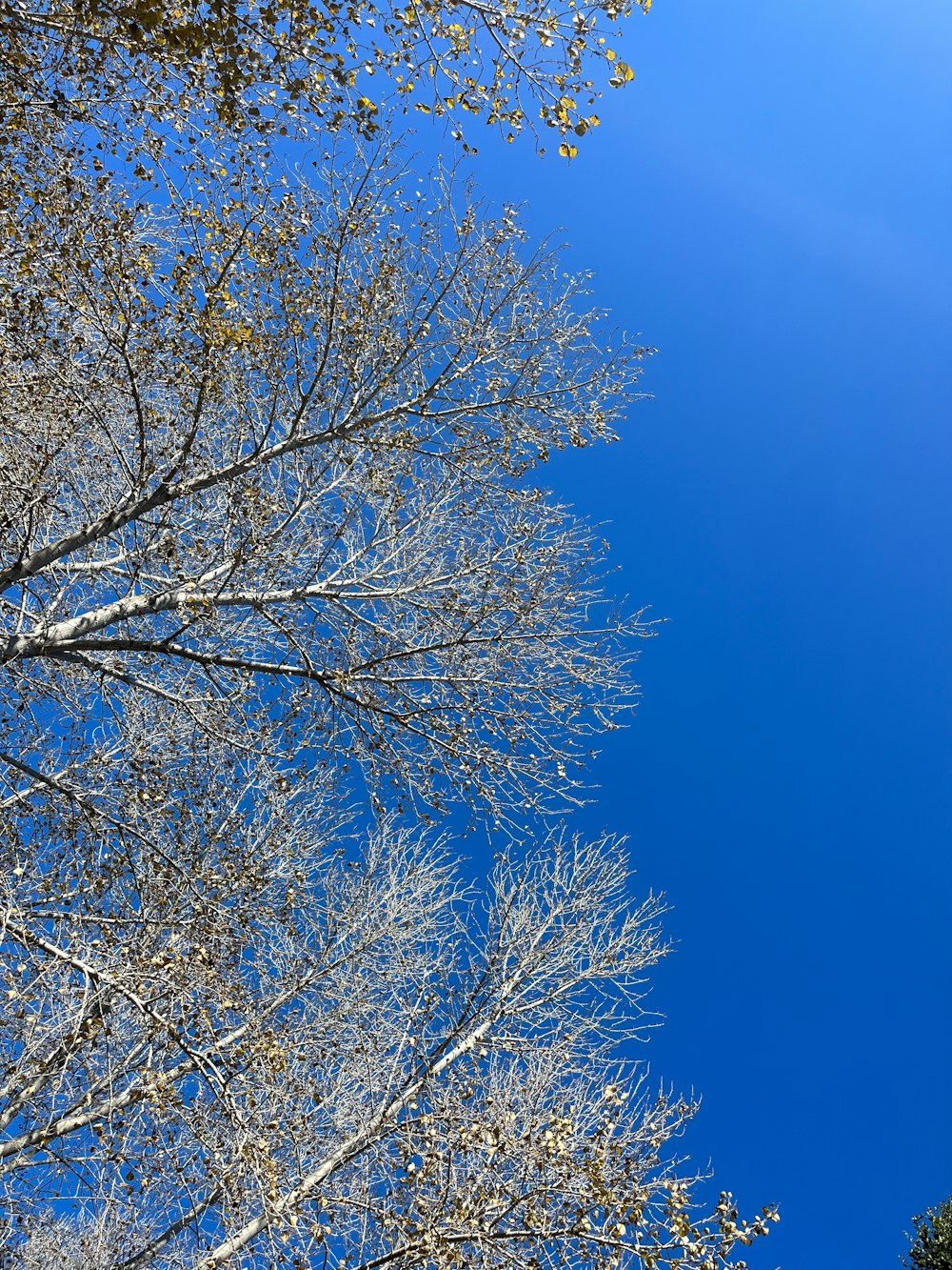 a clear blue sky is seen through the branches of a tree