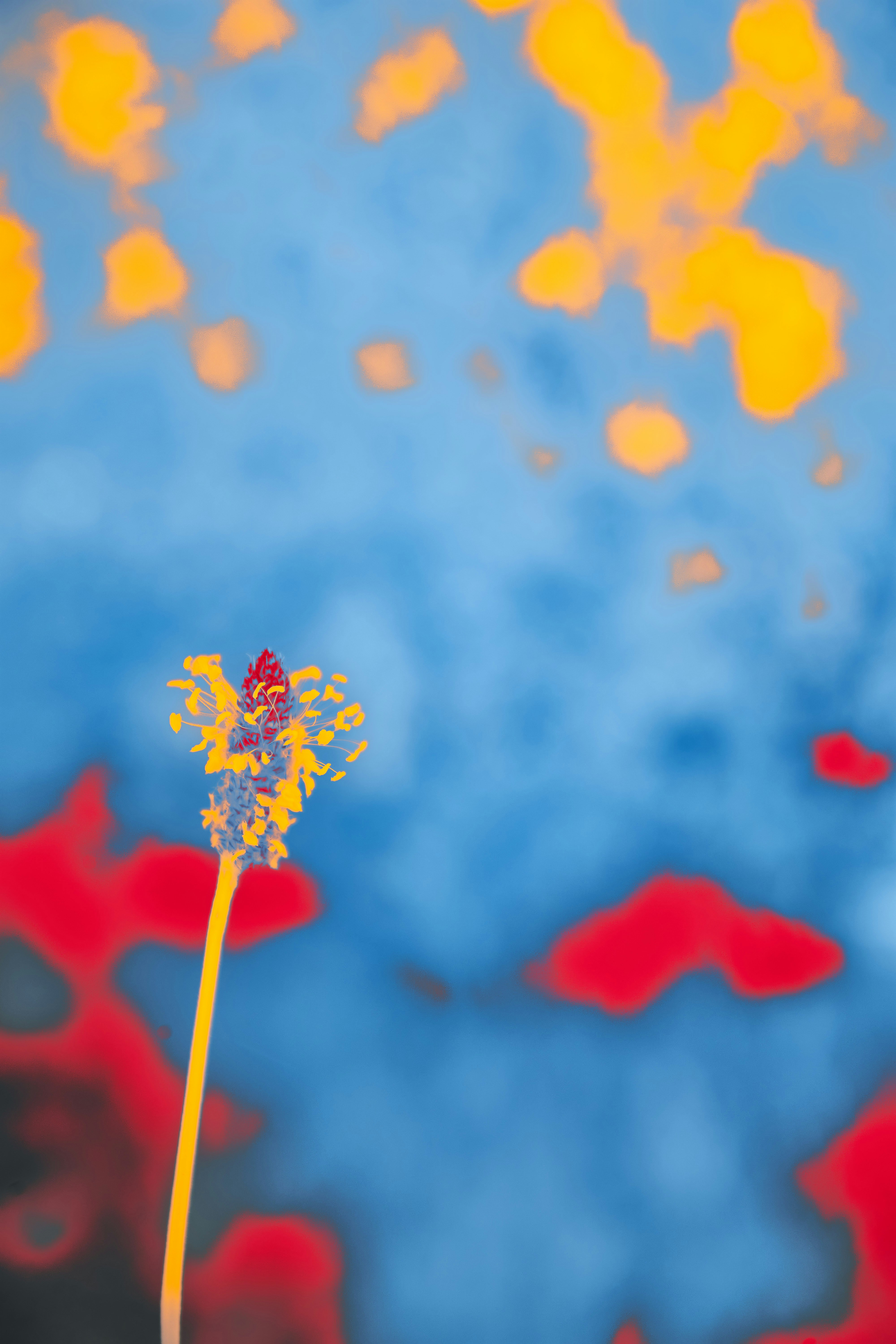 Photo by wolfgang_hasselmann