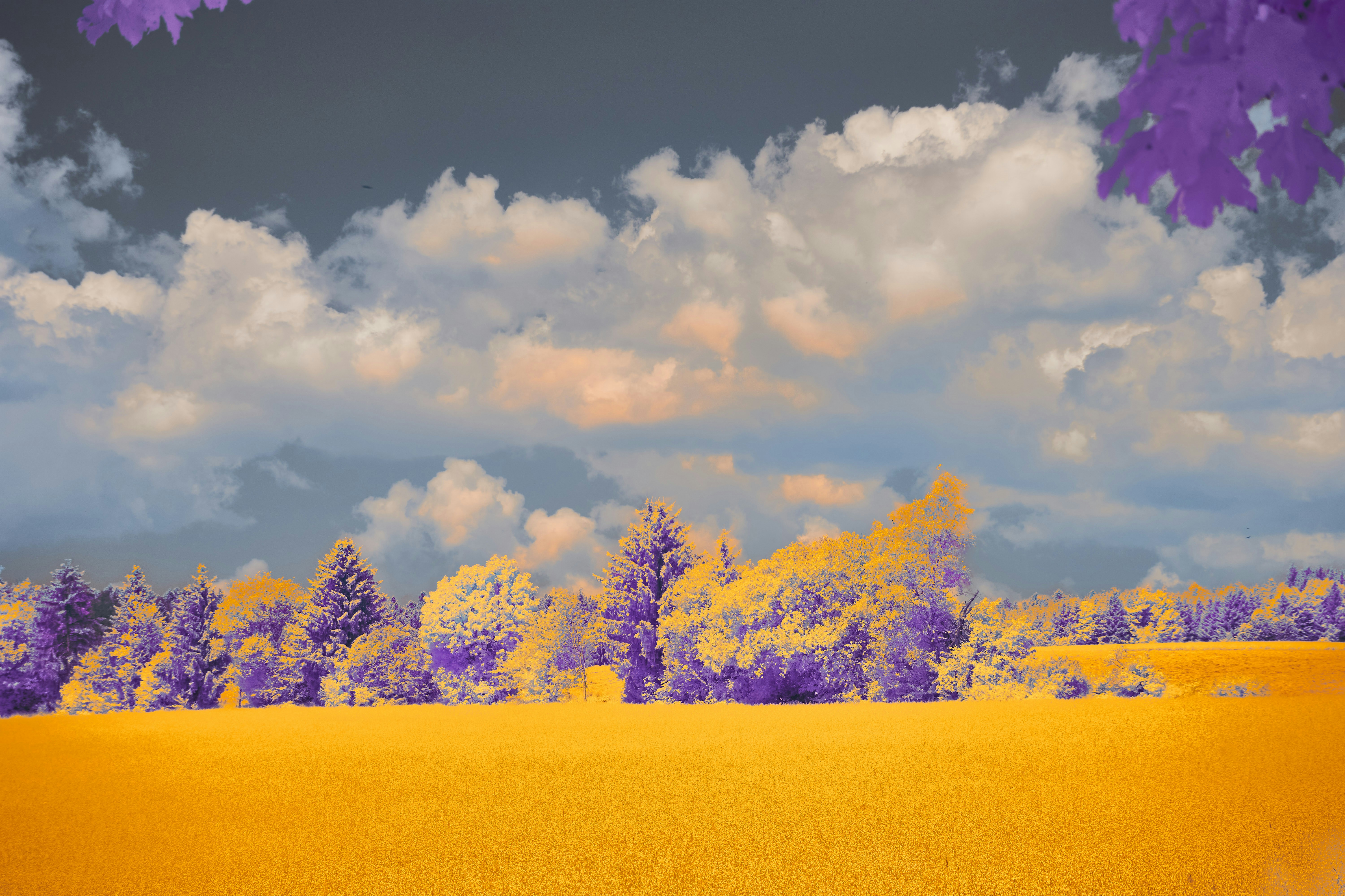 Photo by wolfgang_hasselmann