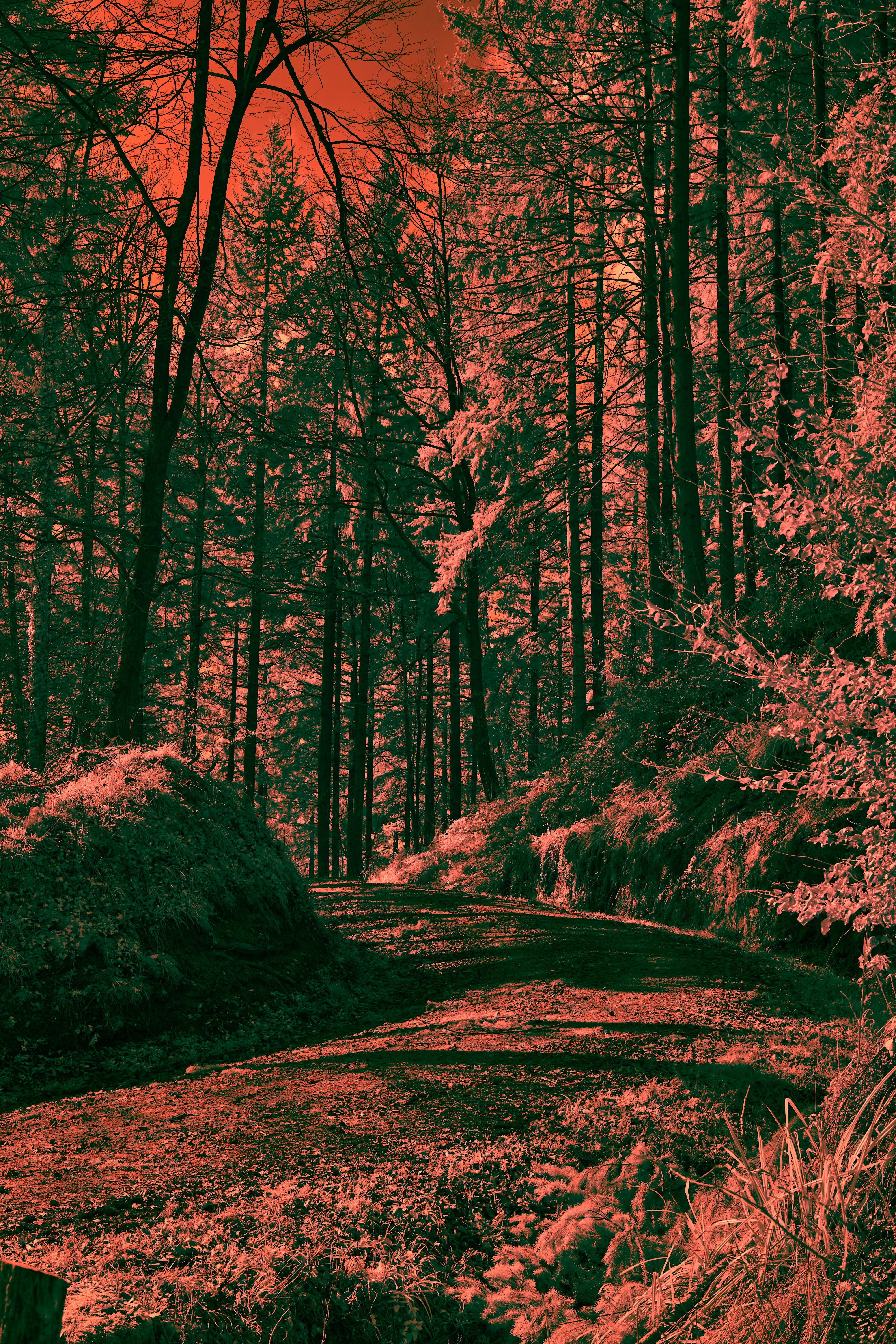 Photo by wolfgang_hasselmann