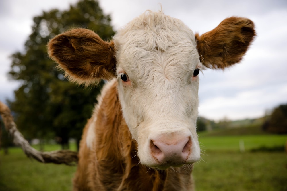 a brown and white cow standing on top of a lush green field