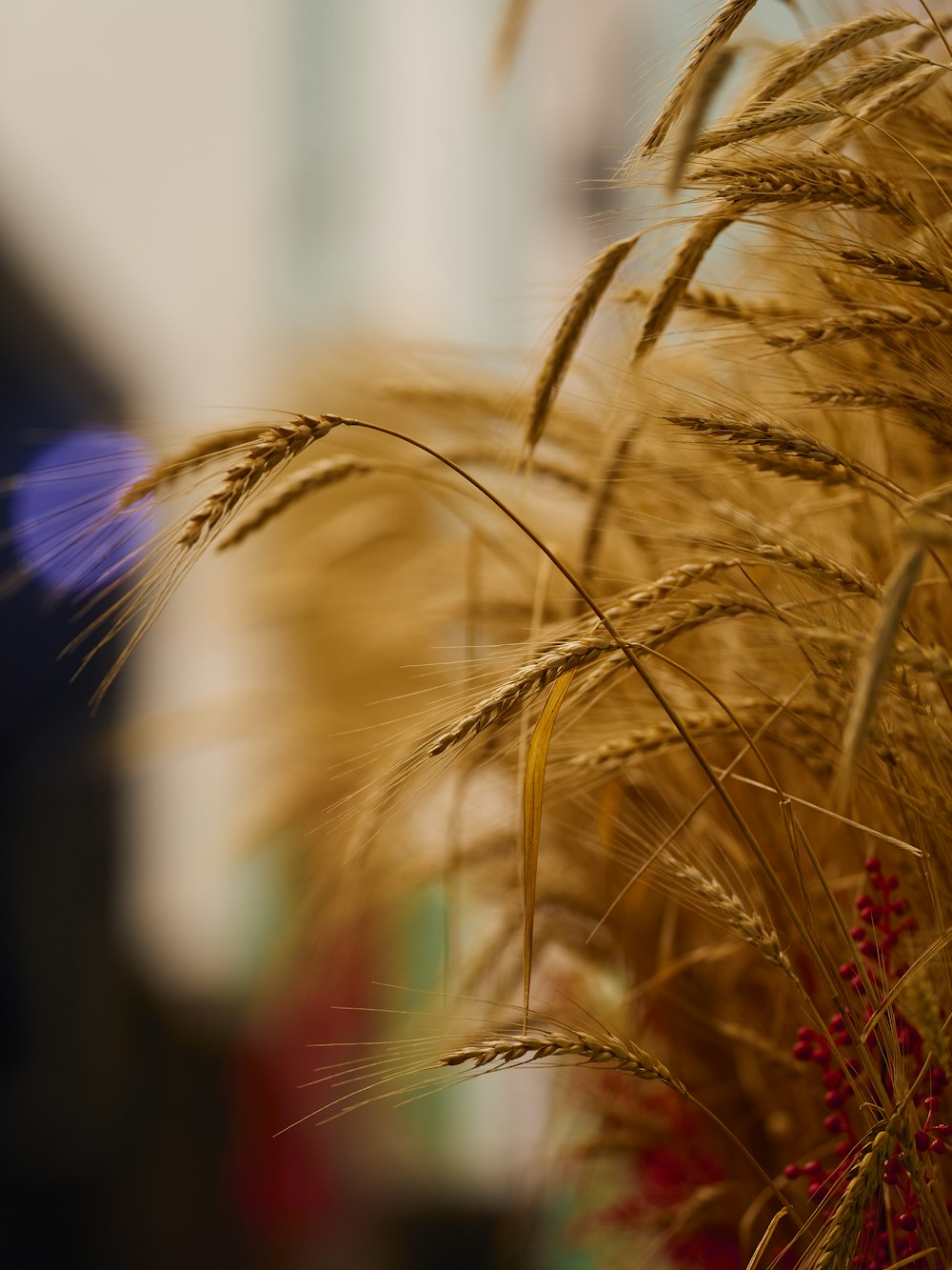 a close up of a plant with a blurry background