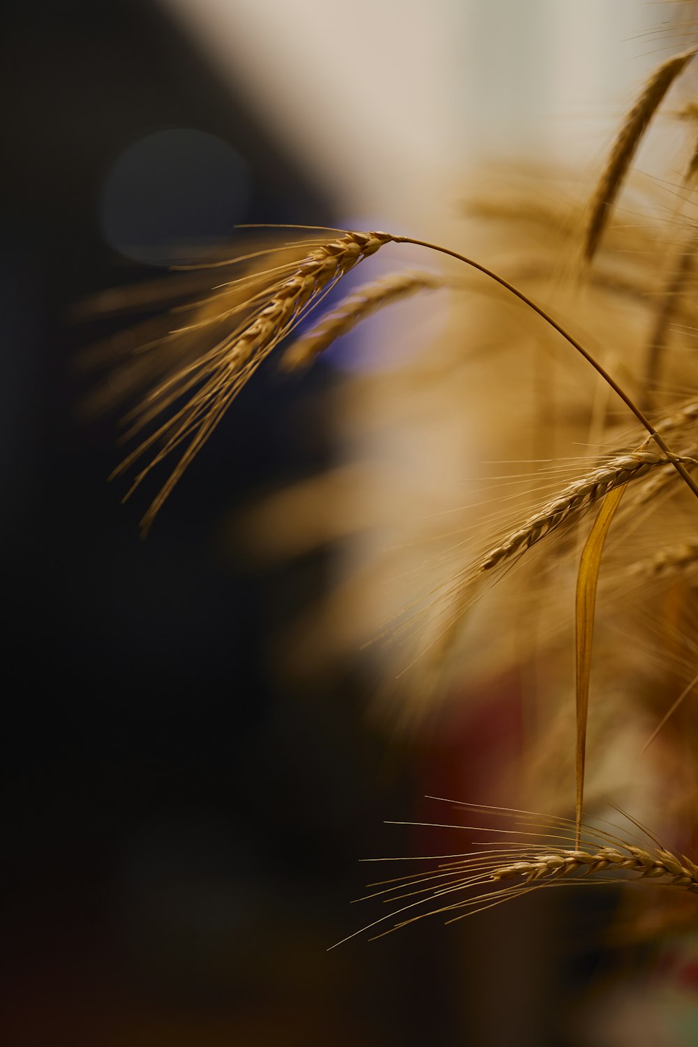 a close up of a bunch of brown grass