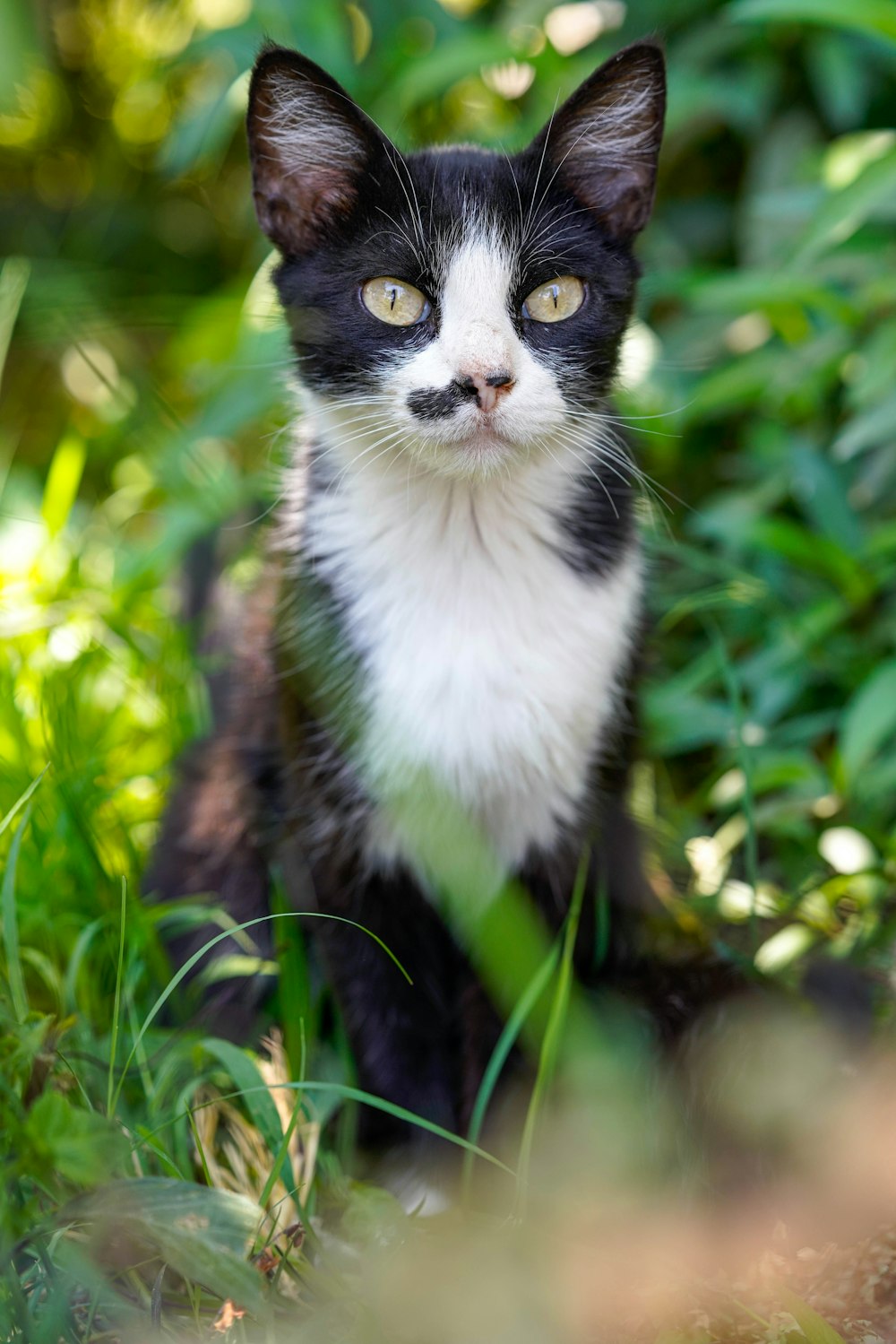 a black and white cat sitting in the grass