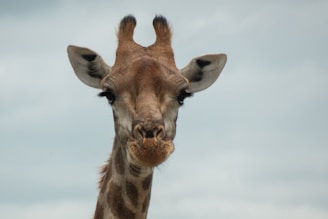 a close up of a giraffe with a sky background