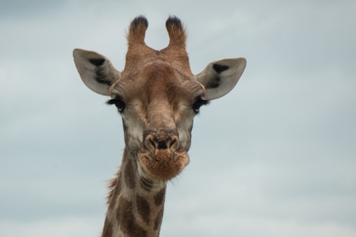 a close up of a giraffe with a sky background