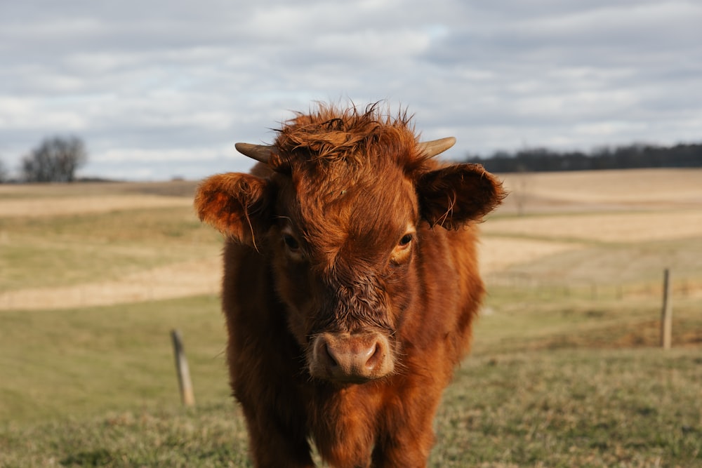 a brown cow standing on top of a lush green field