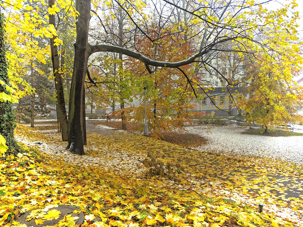 a park with lots of yellow leaves on the ground