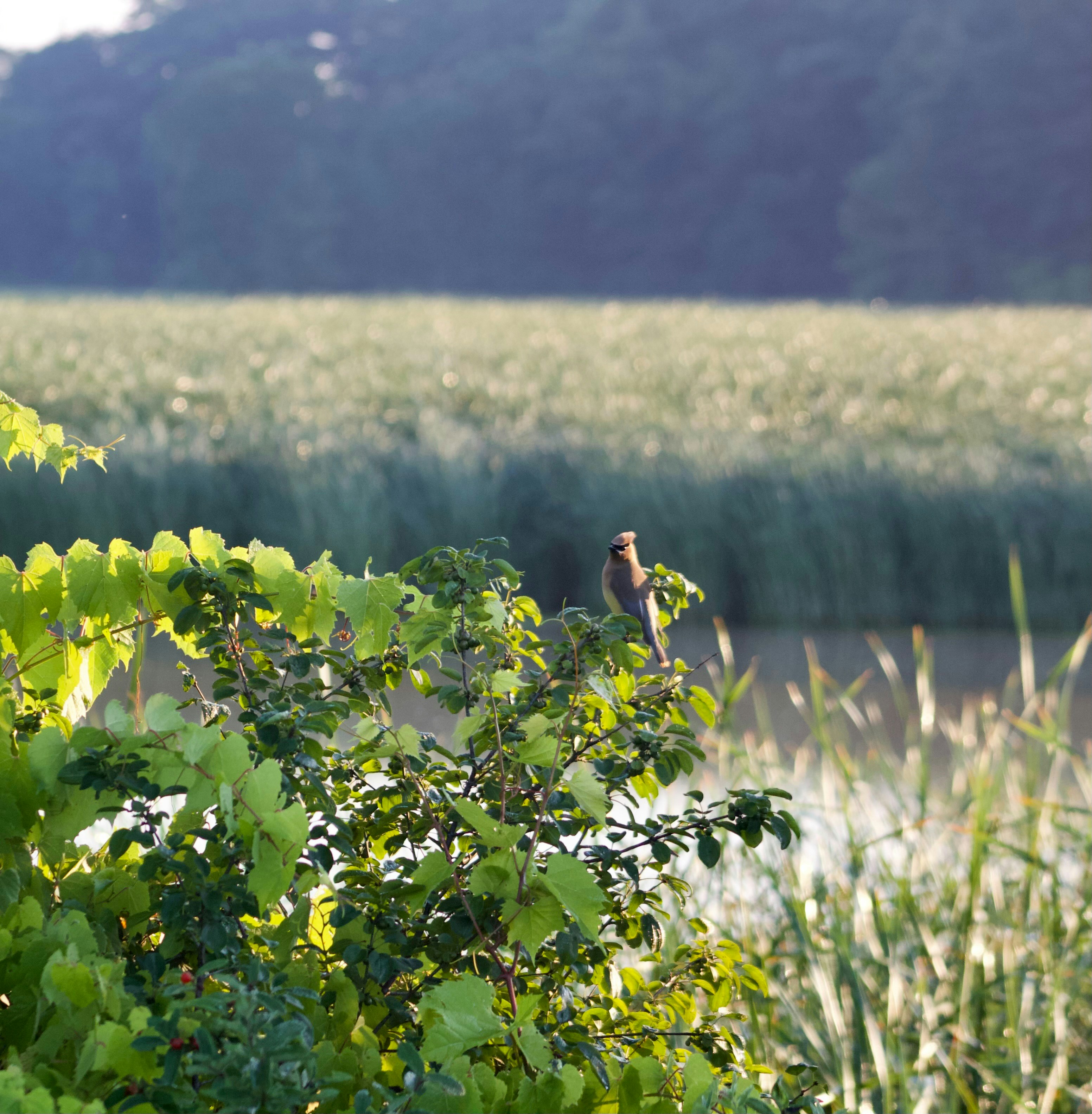 Photo by atiliarmadilla