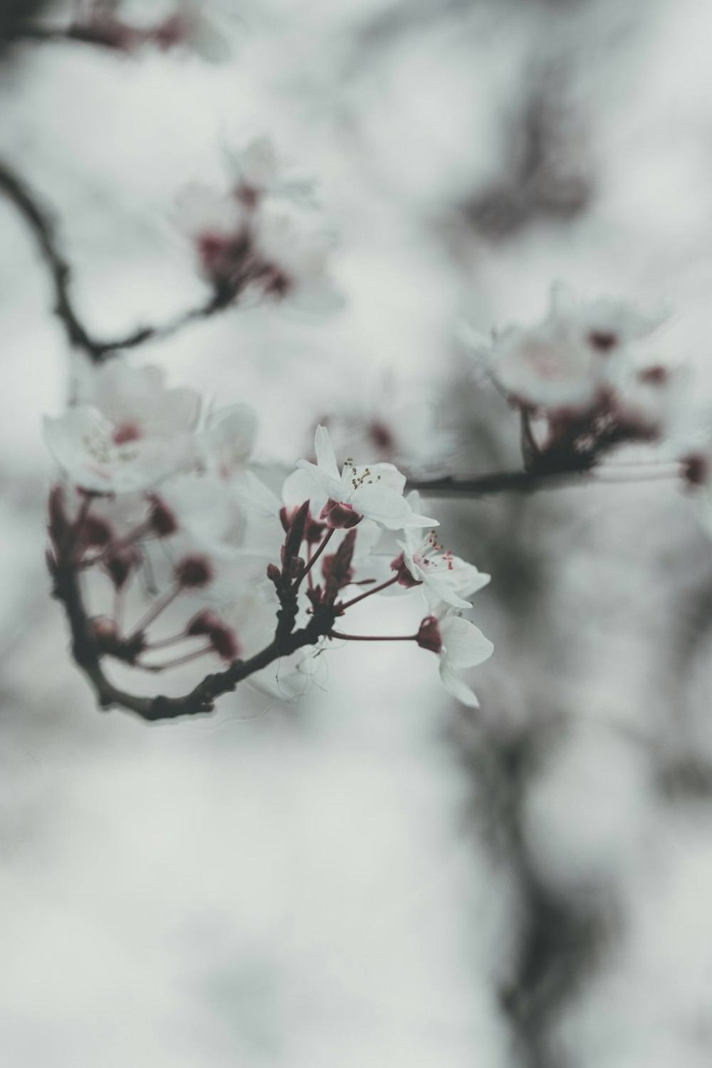 a branch of a tree with white flowers