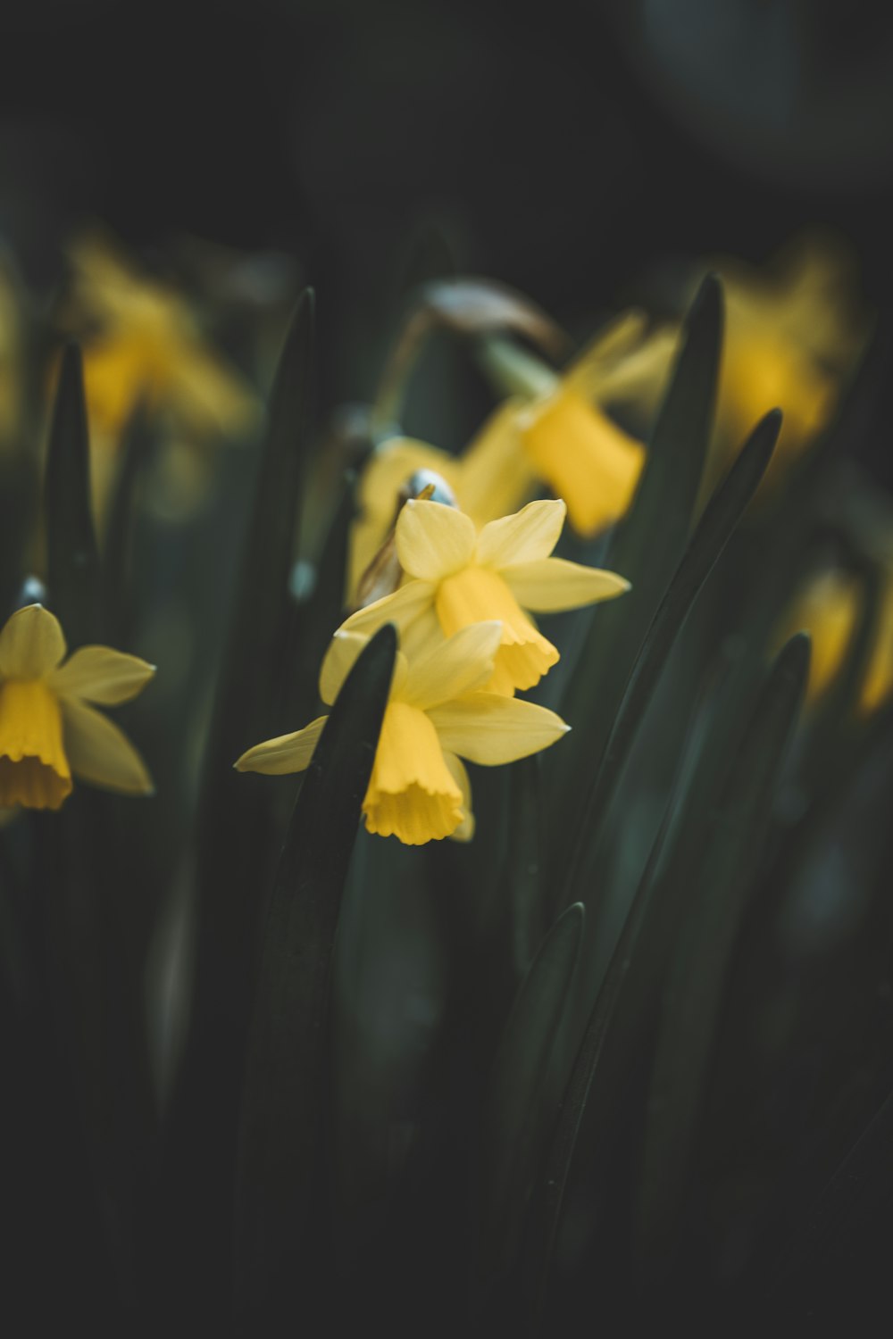 a group of yellow daffodils in a field