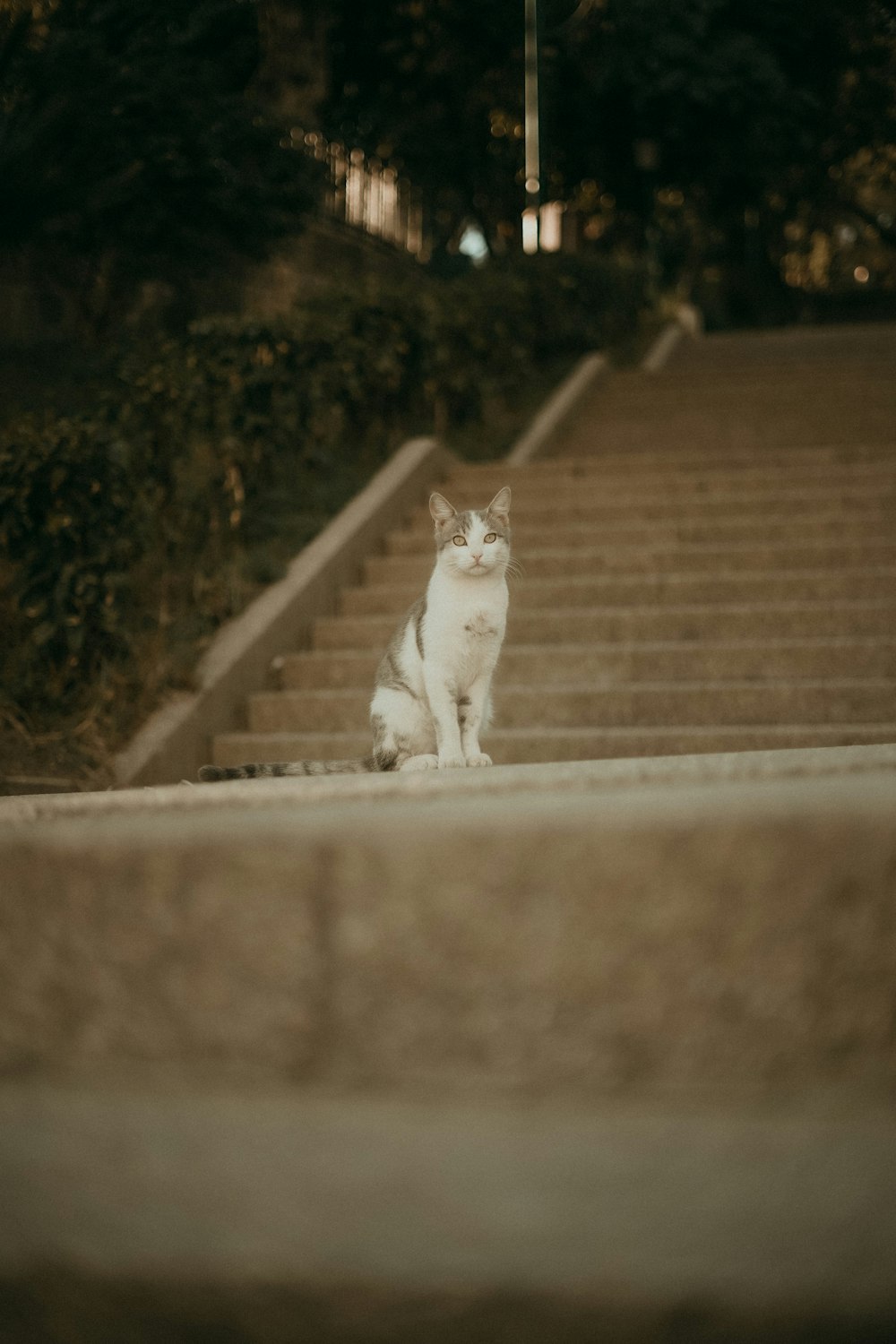 a cat sitting on the steps of a building