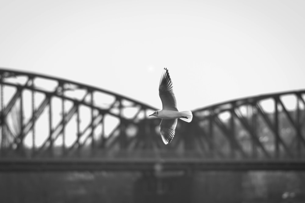 a seagull flying over a bridge on a sunny day