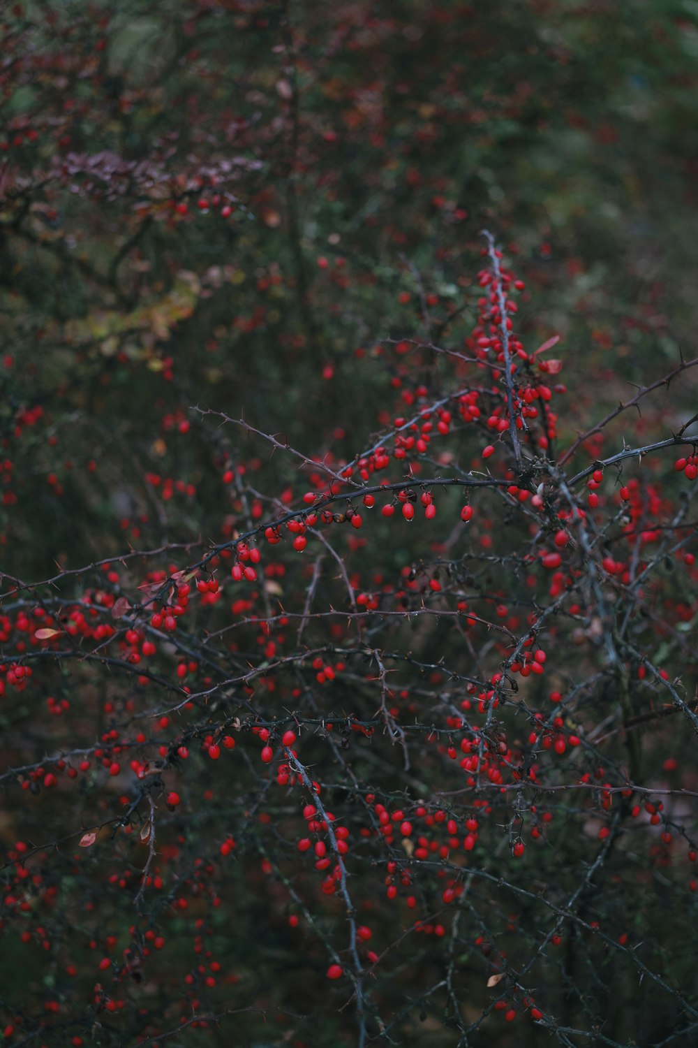 a bunch of berries that are on a tree