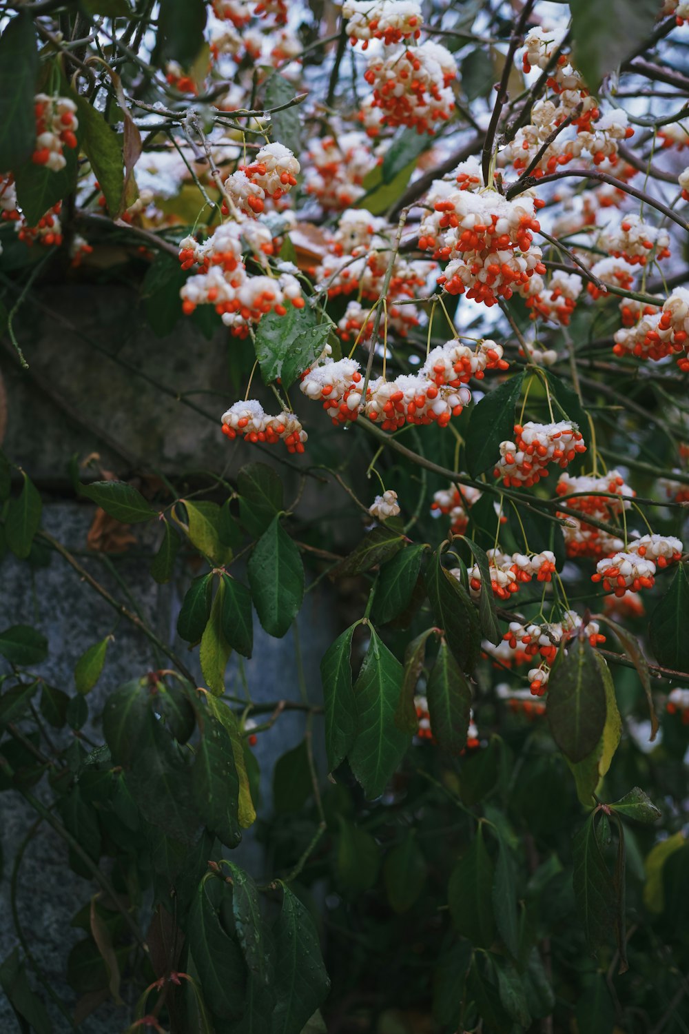 a bunch of flowers that are on a tree