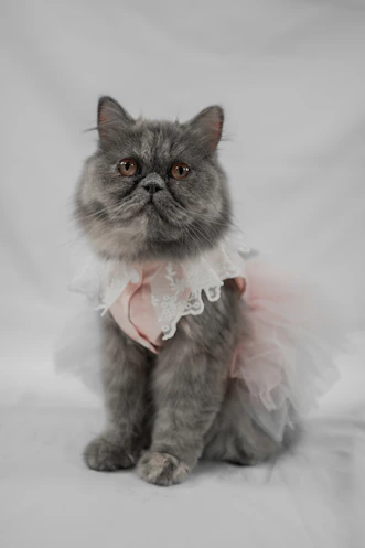a gray cat wearing a pink tutu and a white dress
